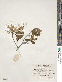 Rhododendron periclymenoides image