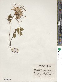 Rhododendron periclymenoides image