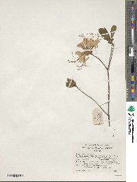 Rhododendron periclymenoides image