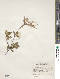 Rhododendron periclymenoides image