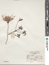 Rhododendron periclymenoides image