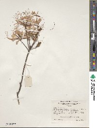 Rhododendron periclymenoides image