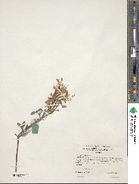 Rhododendron canescens image