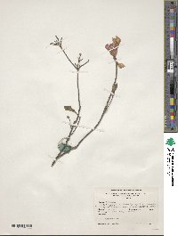 Rhododendron canescens image
