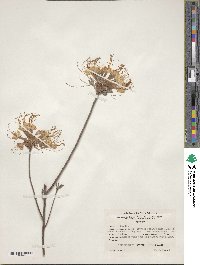 Rhododendron canescens image