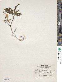 Rhododendron prinophyllum image