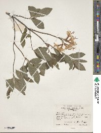 Rhododendron prinophyllum image