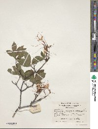 Rhododendron prinophyllum image