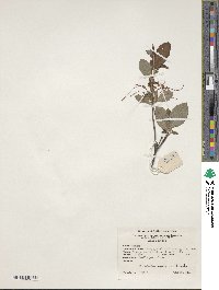 Rhododendron prinophyllum image