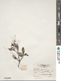 Rhododendron prinophyllum image