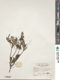 Rhododendron prinophyllum image