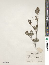 Rhododendron prinophyllum image