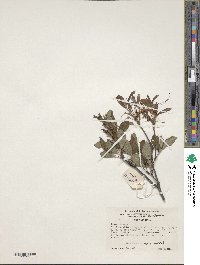 Rhododendron prinophyllum image