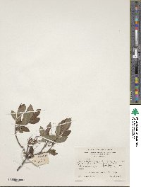 Rhododendron prinophyllum image