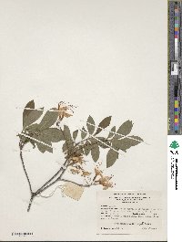 Rhododendron prinophyllum image