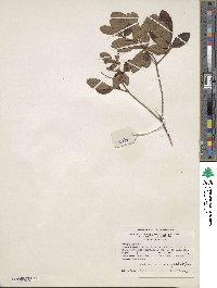 Rhododendron atlanticum image