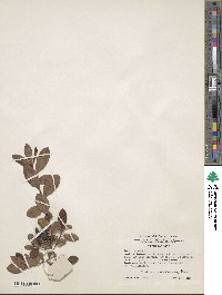 Rhododendron atlanticum image