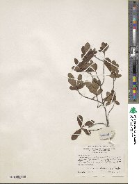 Rhododendron atlanticum image