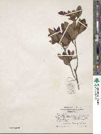 Rhododendron atlanticum image