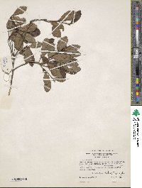 Rhododendron atlanticum image