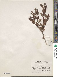 Rhododendron atlanticum image