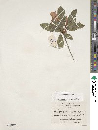 Rhododendron cumberlandense image