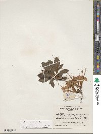 Rhododendron cumberlandense image