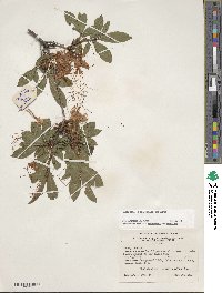 Rhododendron cumberlandense image