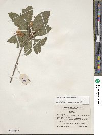 Rhododendron cumberlandense image