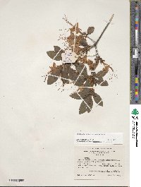 Rhododendron cumberlandense image