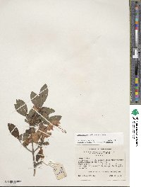 Rhododendron cumberlandense image