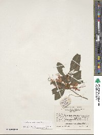 Rhododendron cumberlandense image