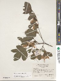 Rhododendron cumberlandense image