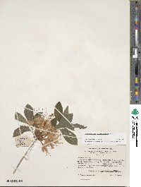 Rhododendron cumberlandense image