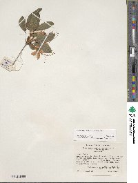 Rhododendron cumberlandense image