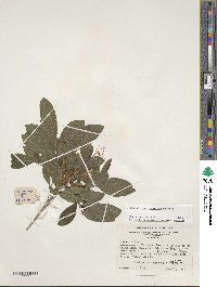 Rhododendron cumberlandense image