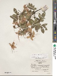 Rhododendron cumberlandense image