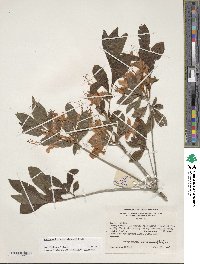 Rhododendron cumberlandense image