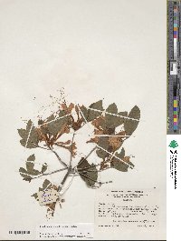 Rhododendron cumberlandense image