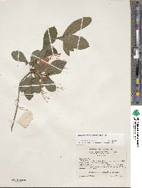 Rhododendron cumberlandense image