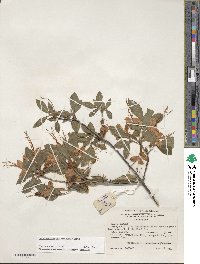 Rhododendron cumberlandense image