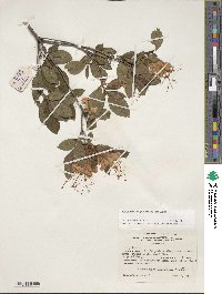Rhododendron cumberlandense image