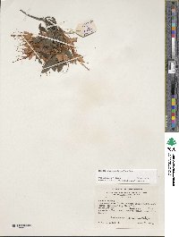 Rhododendron cumberlandense image