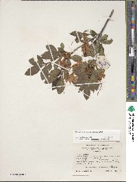 Rhododendron cumberlandense image