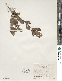 Rhododendron viscosum image