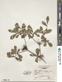 Rhododendron viscosum image