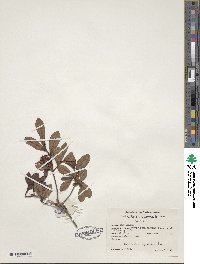 Rhododendron viscosum image