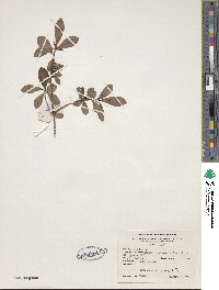 Rhododendron viscosum image