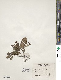 Rhododendron viscosum image