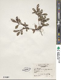 Rhododendron viscosum image